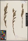 Foto von Salix caprea L.